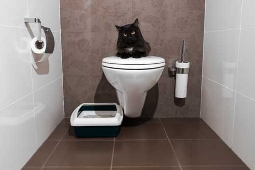 Katze auf WC